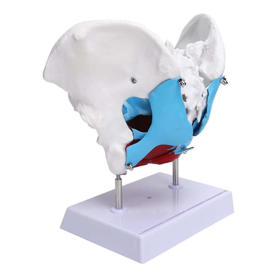 Amazon.co.jp: 女性の骨盤、取り外し可能な臓器を備えた会陰モデル